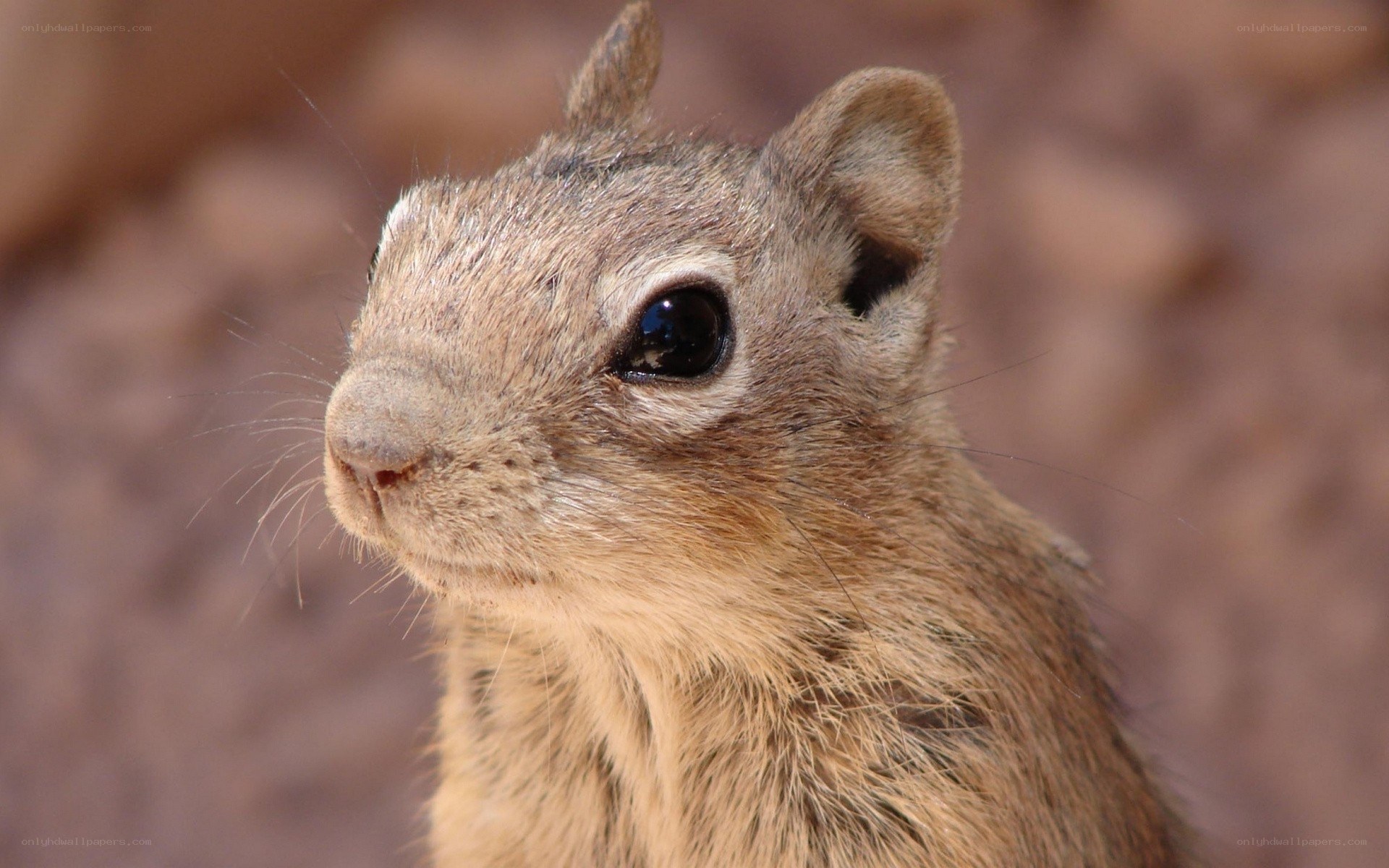 close-up of a ground squirrel