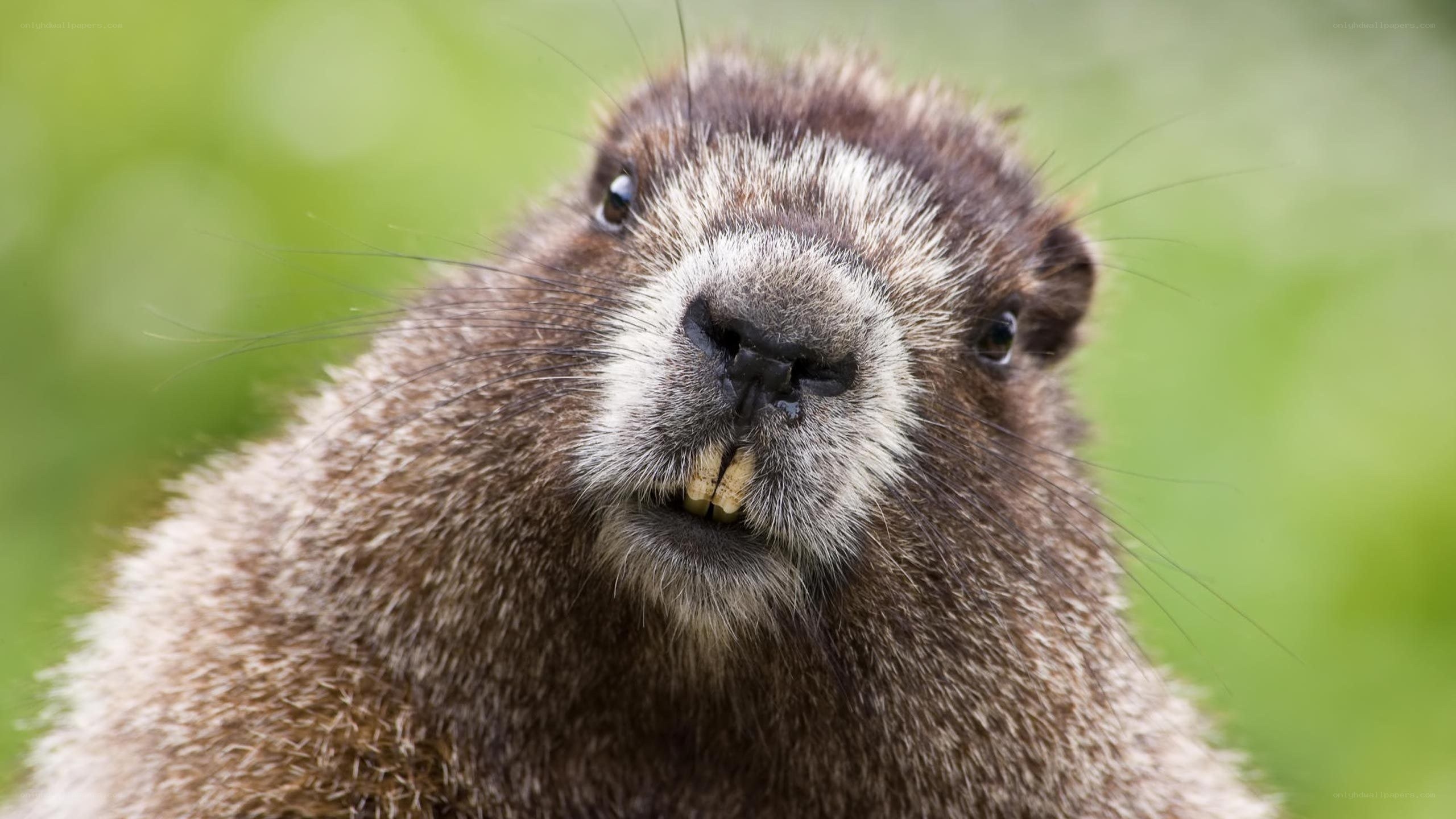 close-up of a groundhog