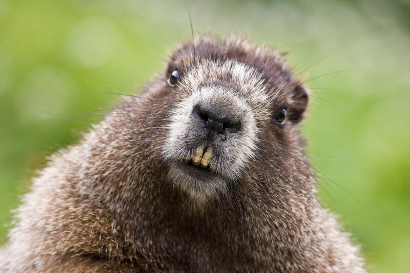 Close-up of a groundhog
