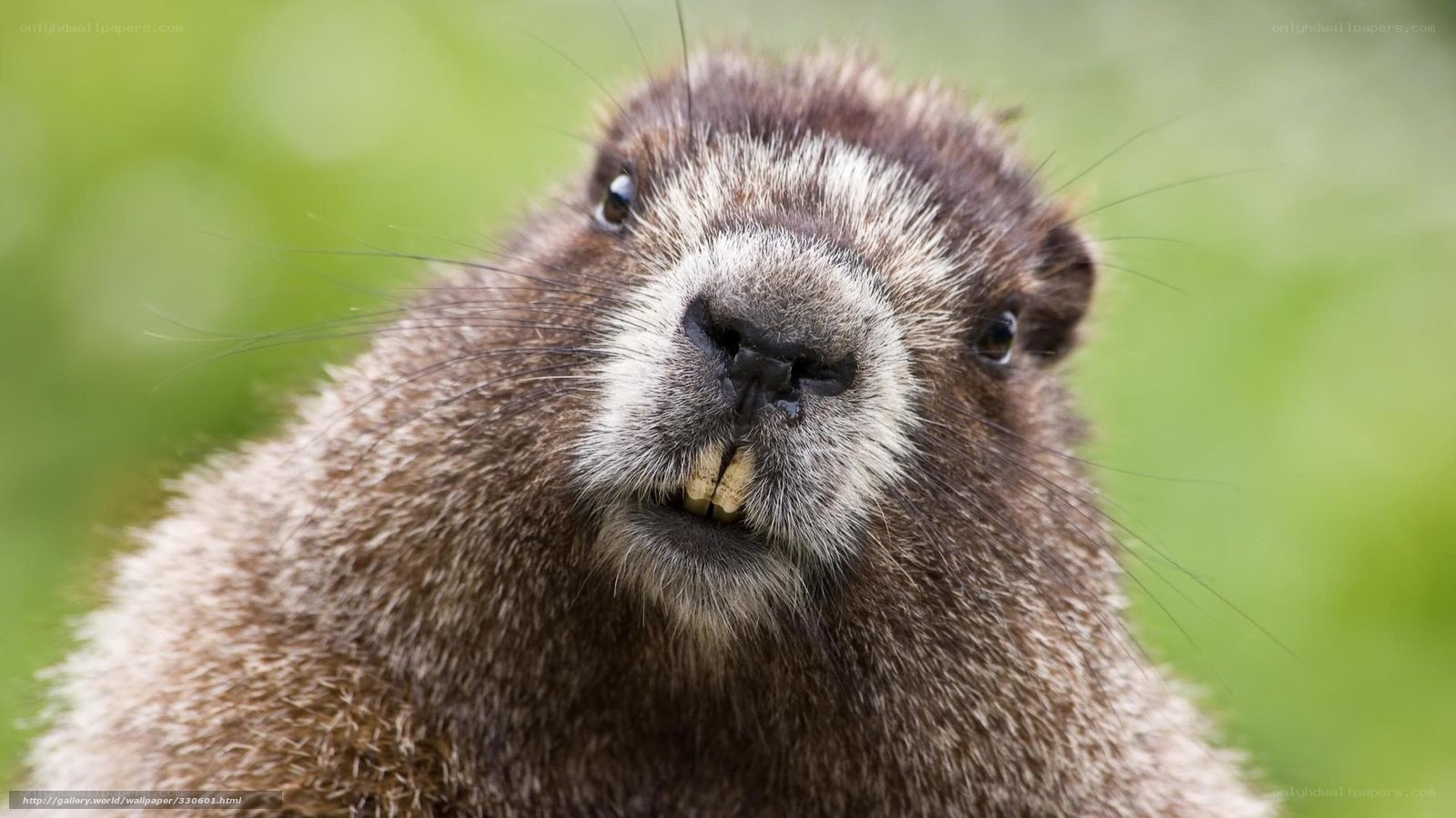 close-up of a groundhog