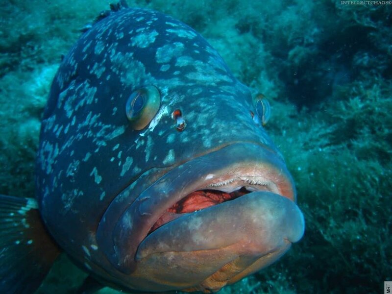 close-up of a grouper fish