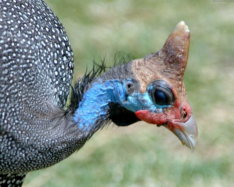 Close-up of a guinea fowl