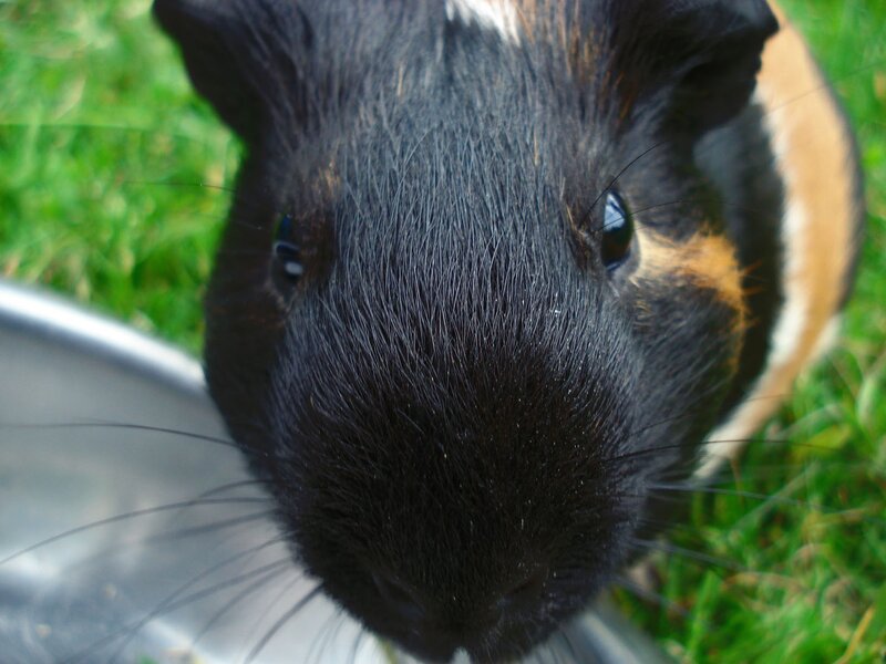 close-up of a guinea pig