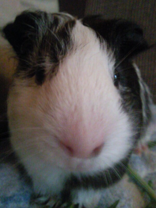 close-up of a guinea pig