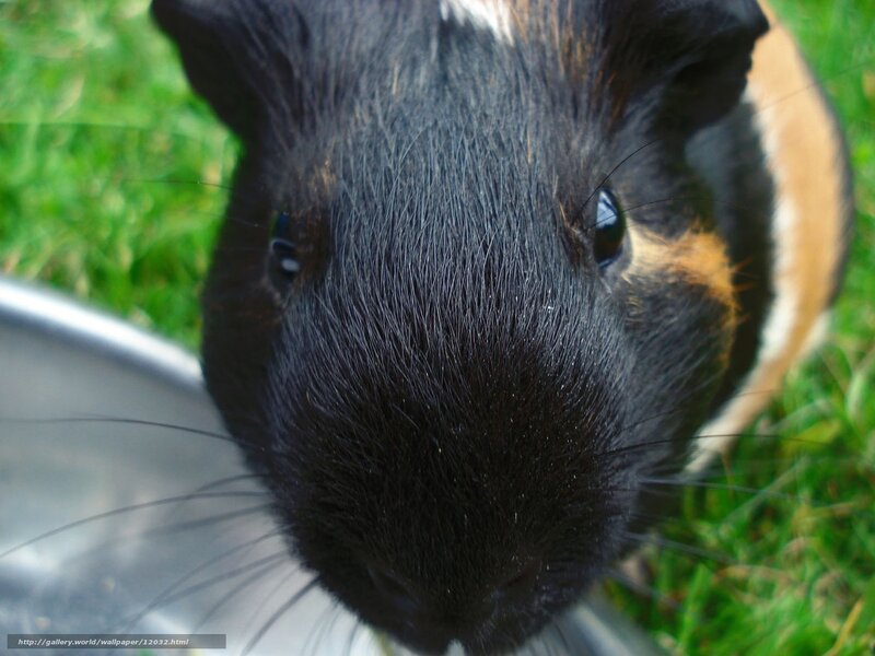 close-up of a guinea pig