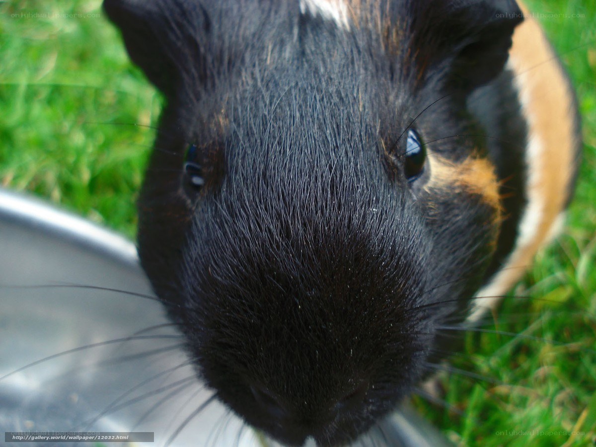 close-up of a guinea pig