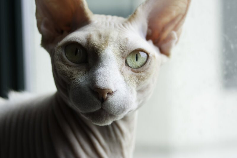 close-up of a hairless cat