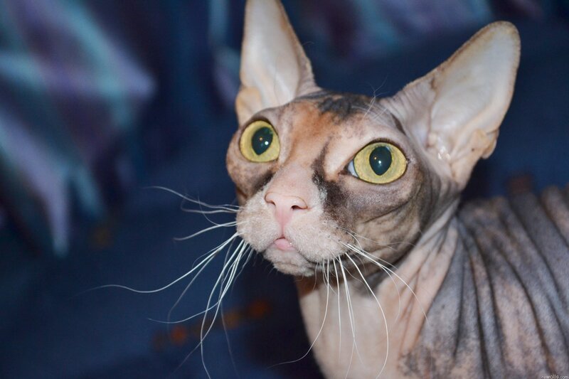 Close-up of a hairless cat