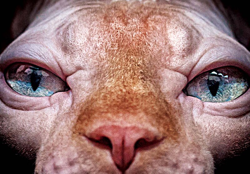 close-up of a hairless cat