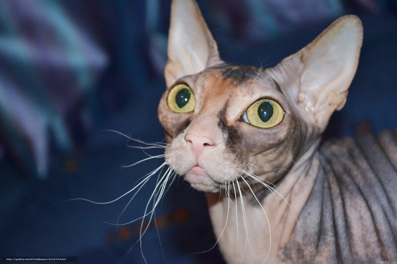 close-up of a hairless cat