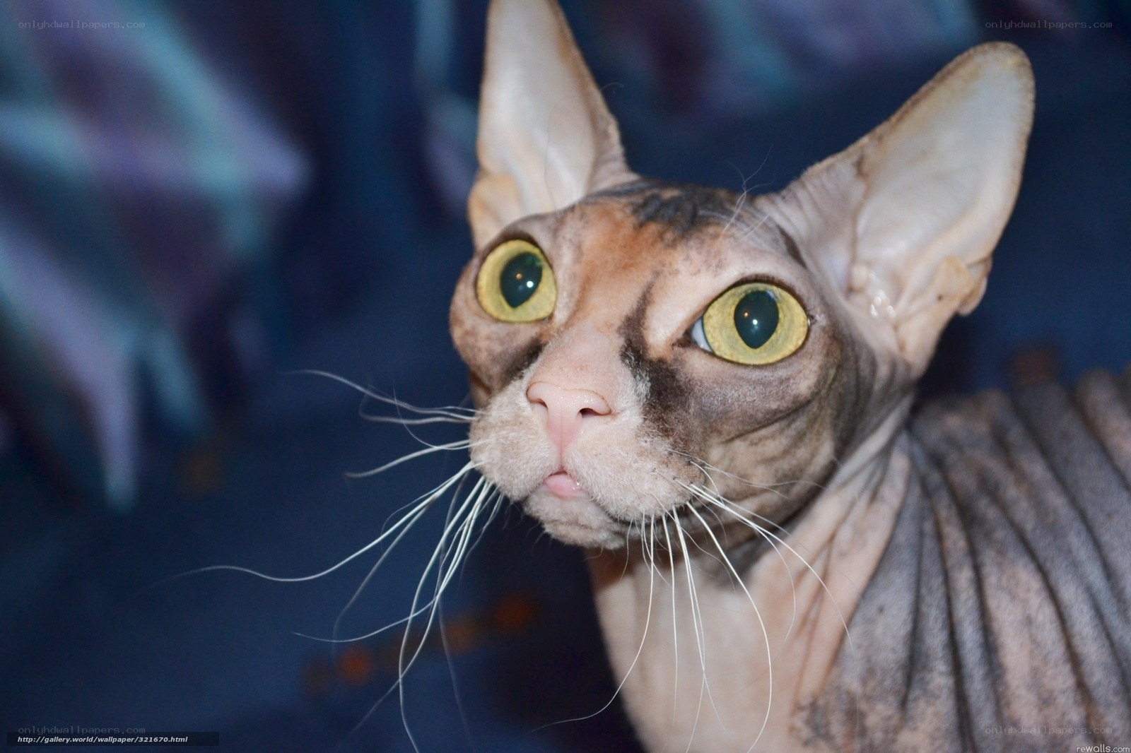 close-up of a hairless cat