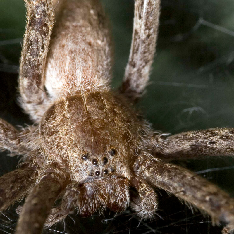 close-up of a hairy spider