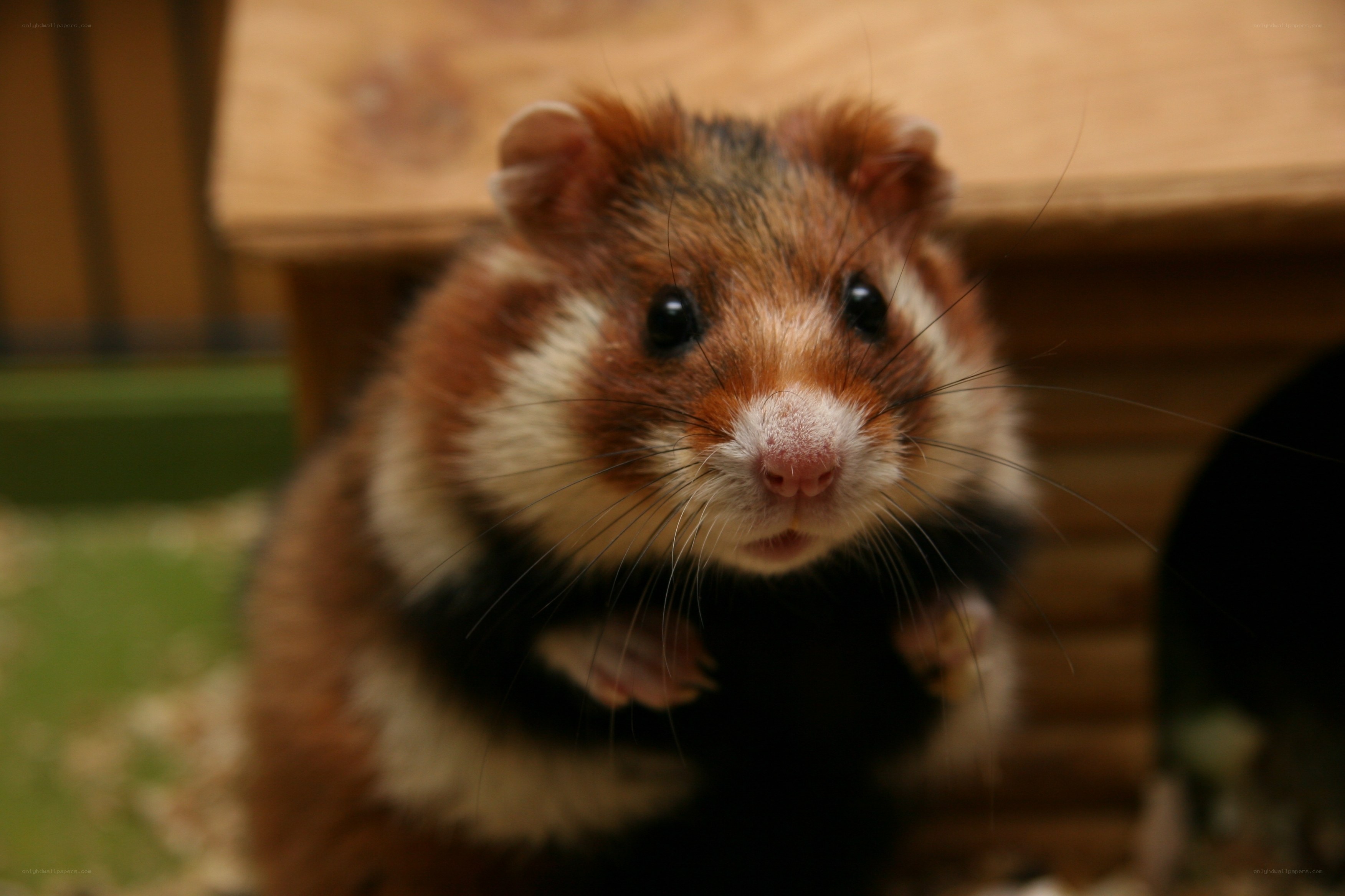 close-up of a hamster