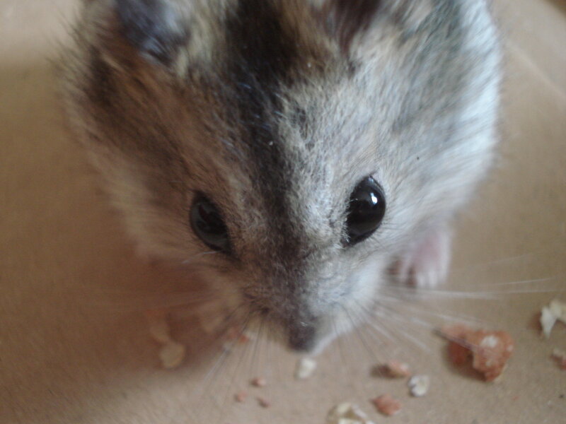 close-up of a hamster