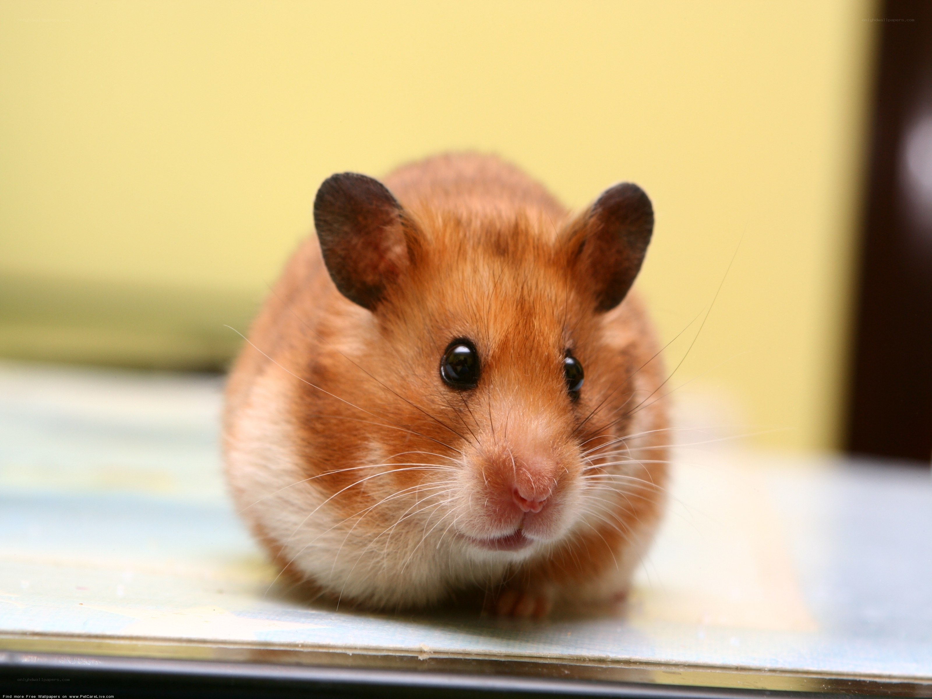 close-up of a hamster