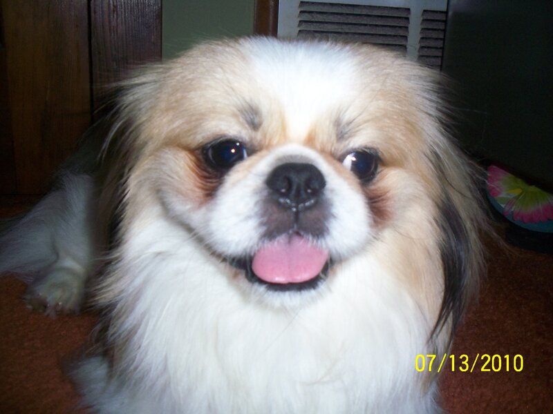 close-up of a happy dog