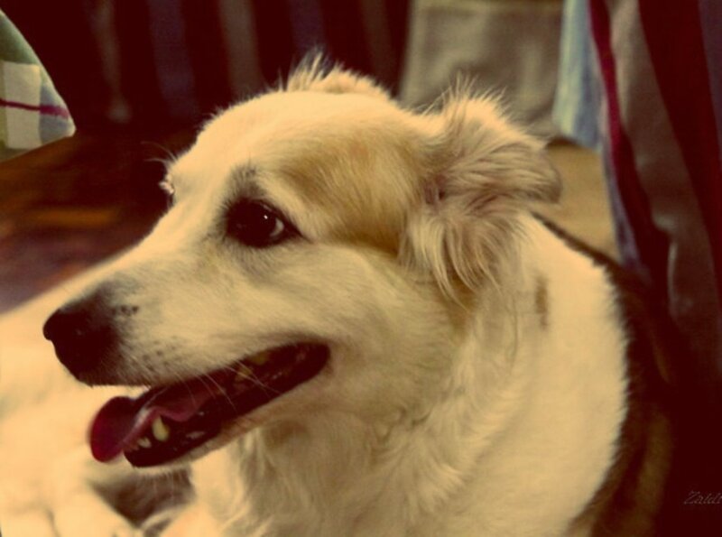 close-up of a happy dog