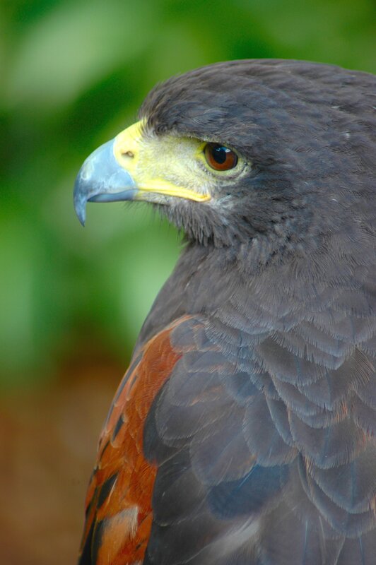 Close-up of a Harris's hawk