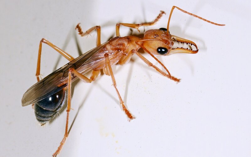 close-up of a harvester ant