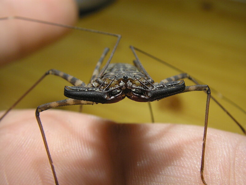 close-up of a harvestman