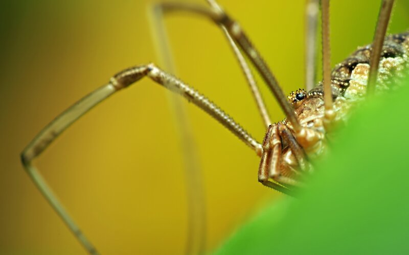 close-up of a harvestman