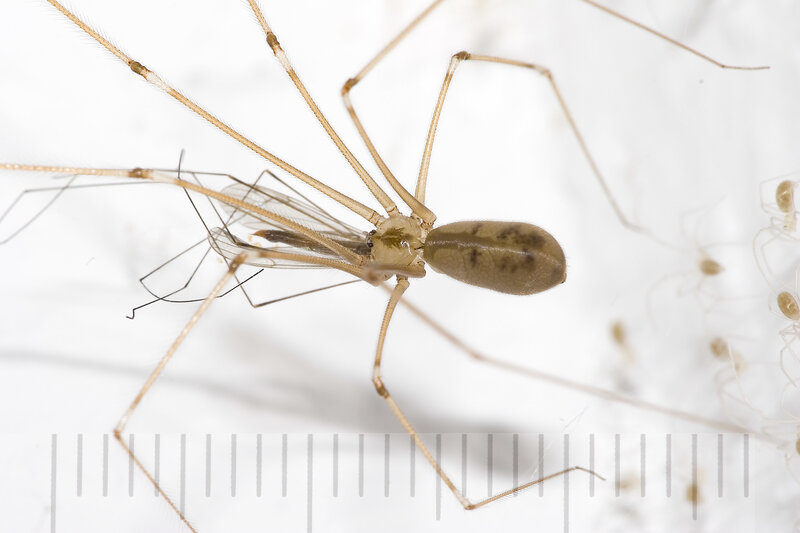 Close-up of a harvestman spider