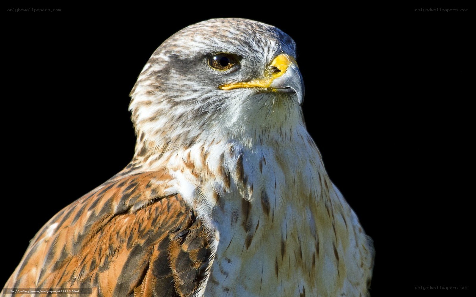 Close-up of a hawk