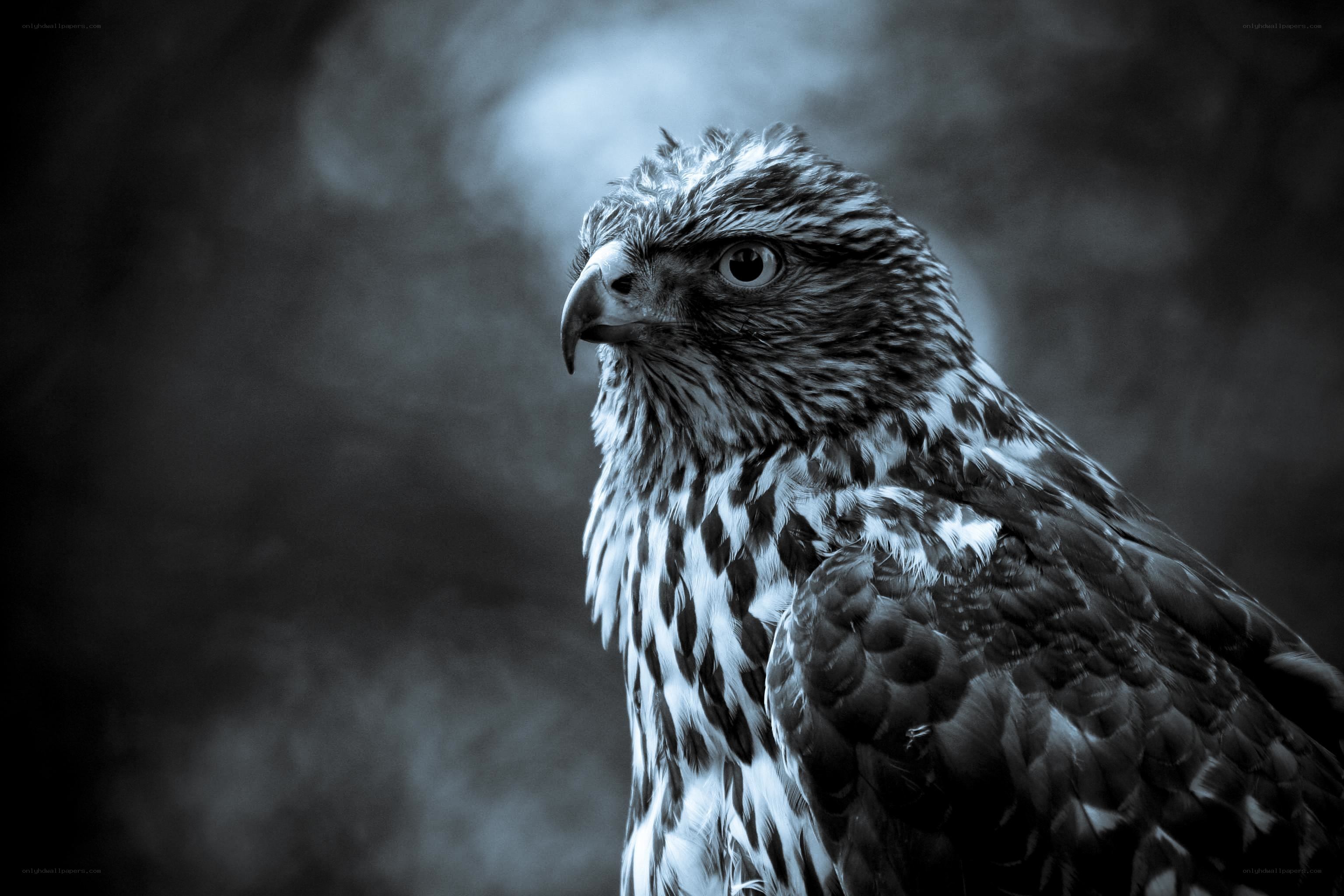 close-up of a hawk