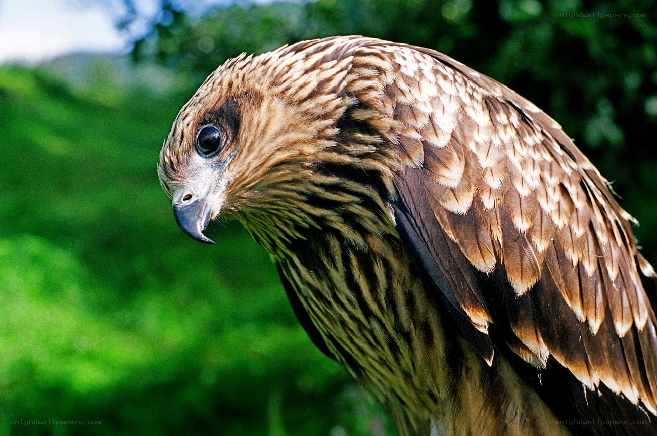 Close-up of a hawk