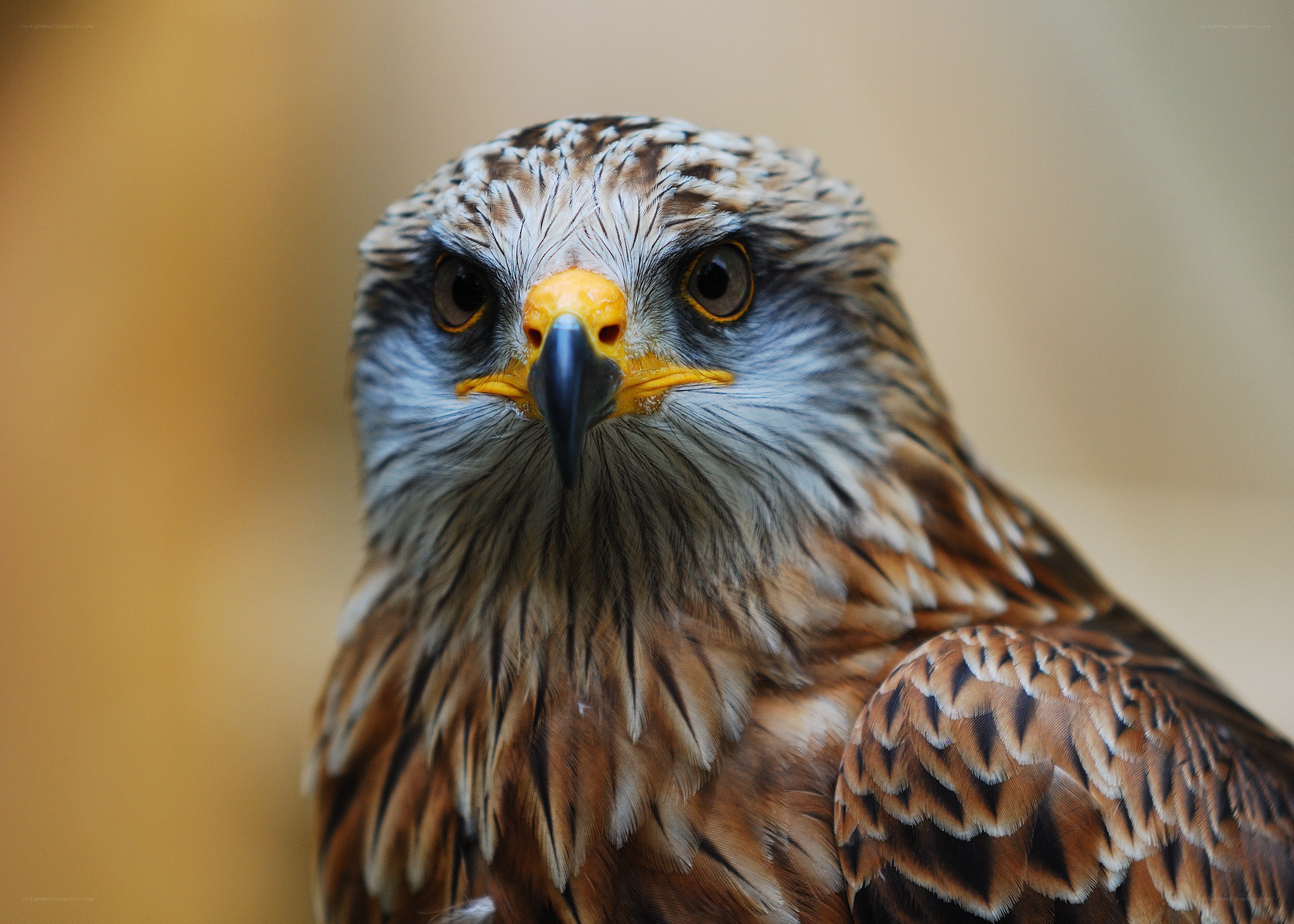 close-up of a hawk