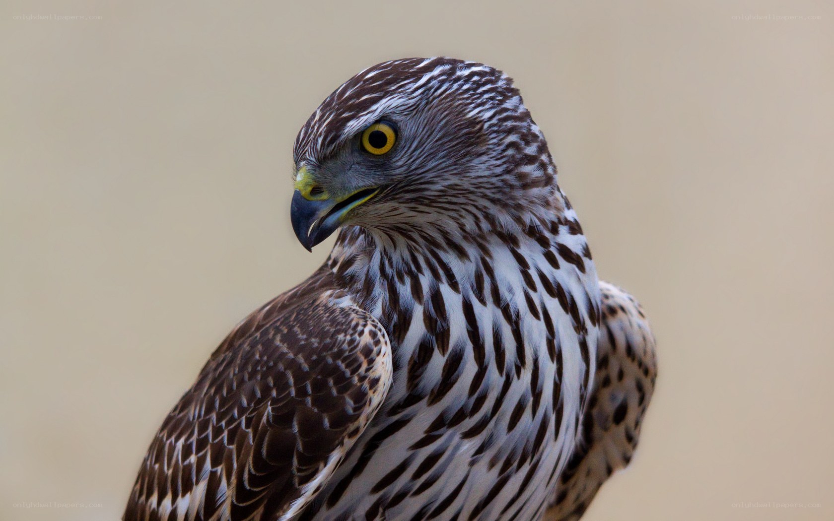 Close-up of a hawk