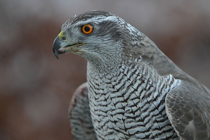 Close-up of a hawk