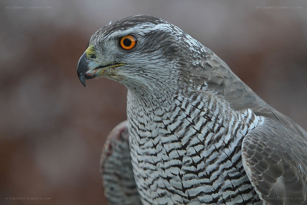Close-up of a hawk