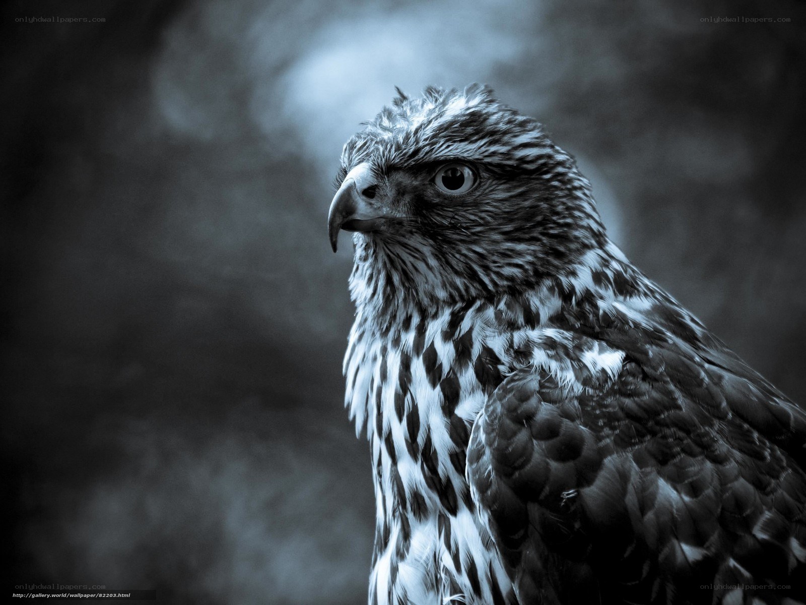 close-up of a hawk