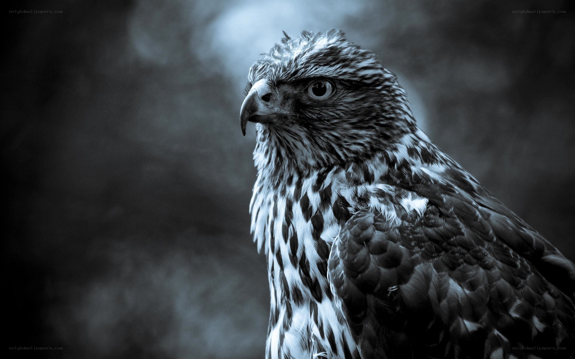 close-up of a hawk