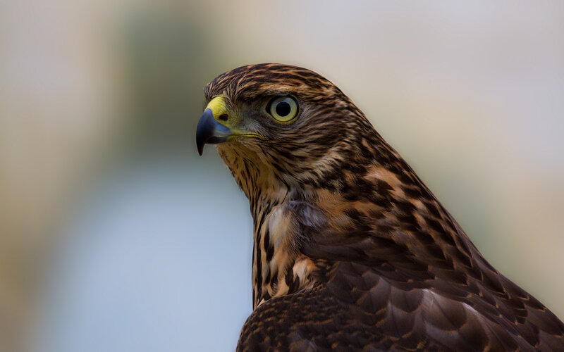 close-up of a hawk