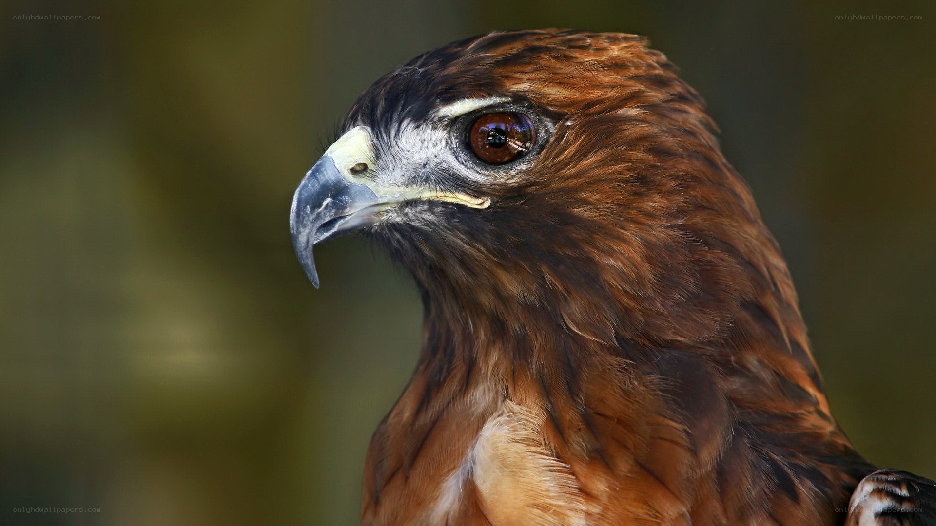 close-up of a hawk