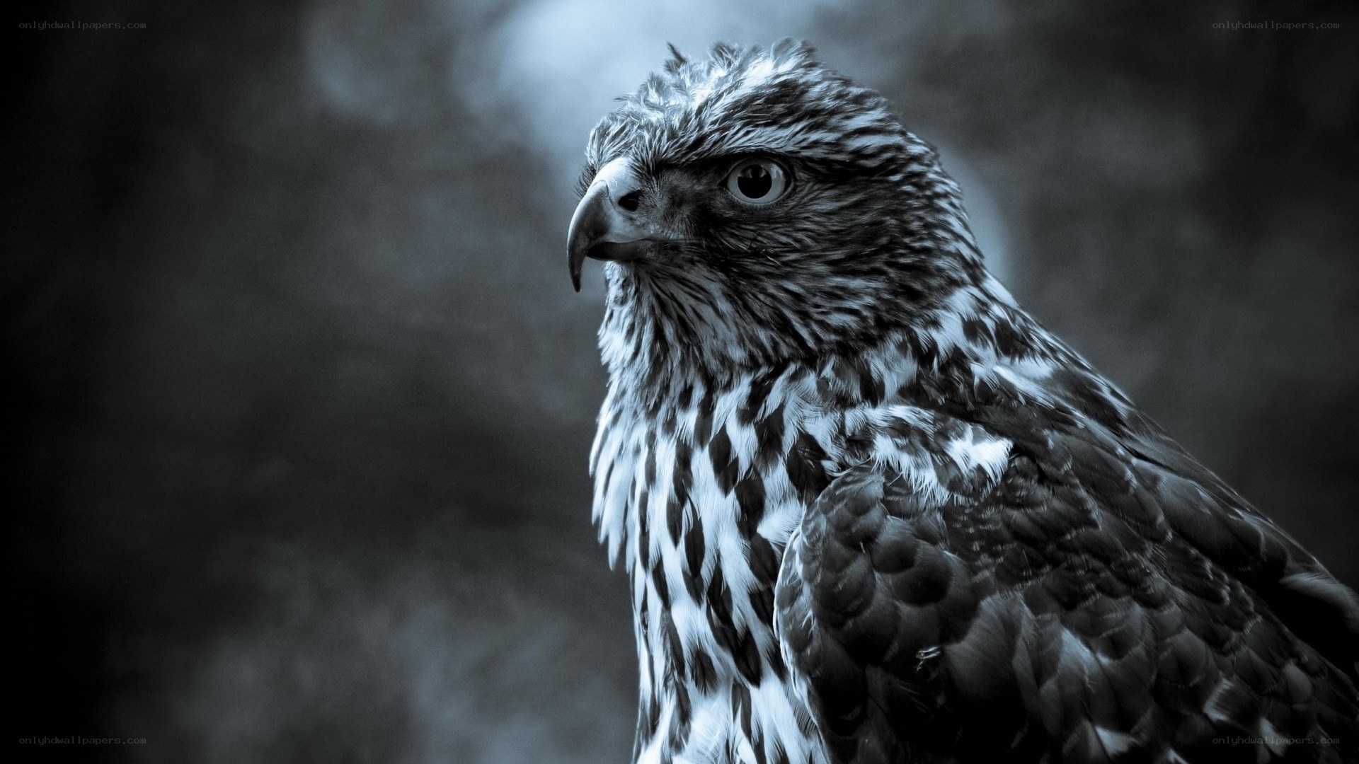 Close-up of a hawk