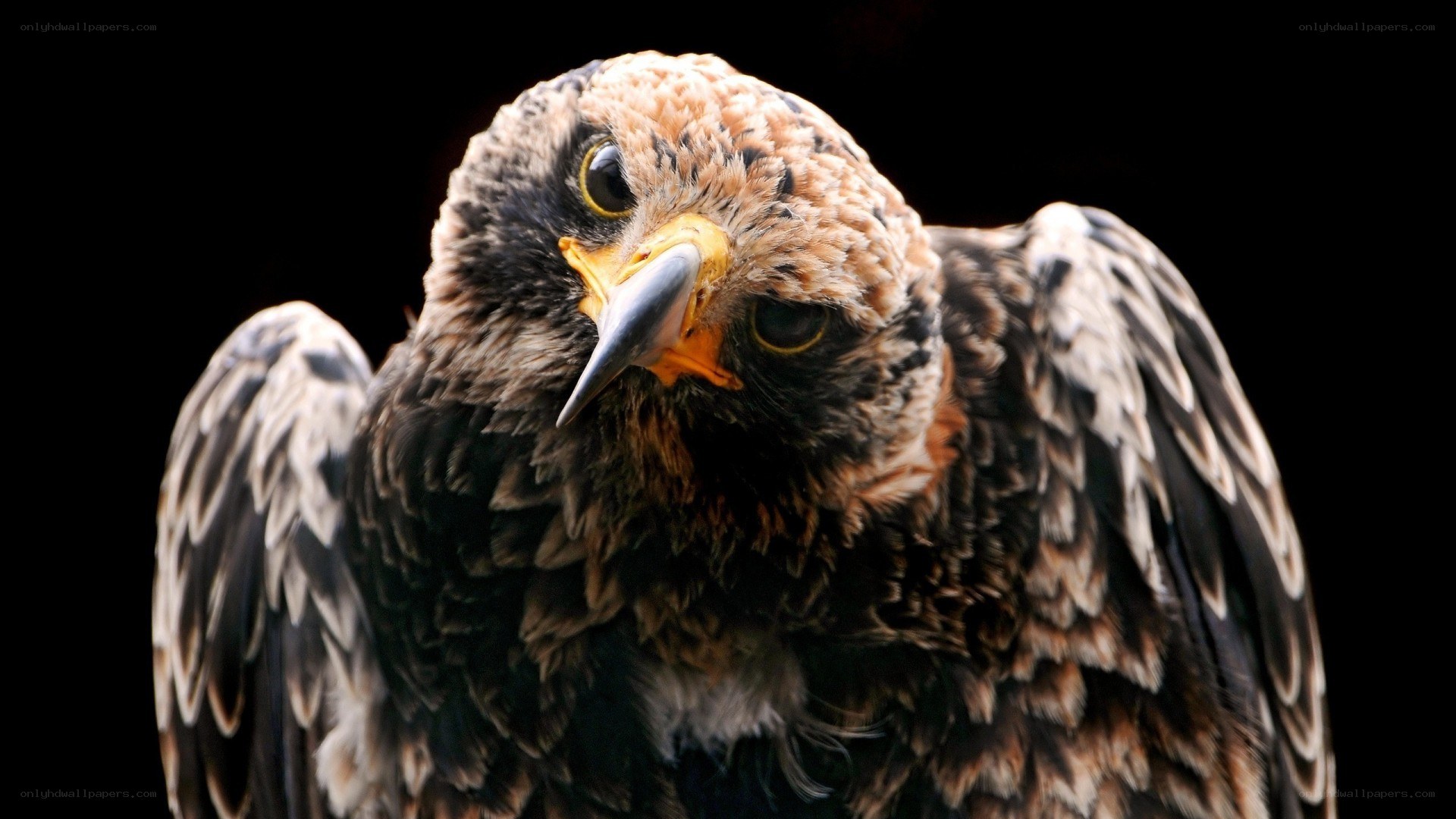 Close-up of a hawk