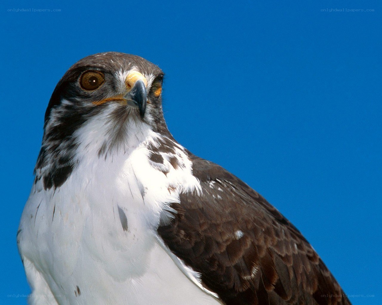 Close-up of a hawk