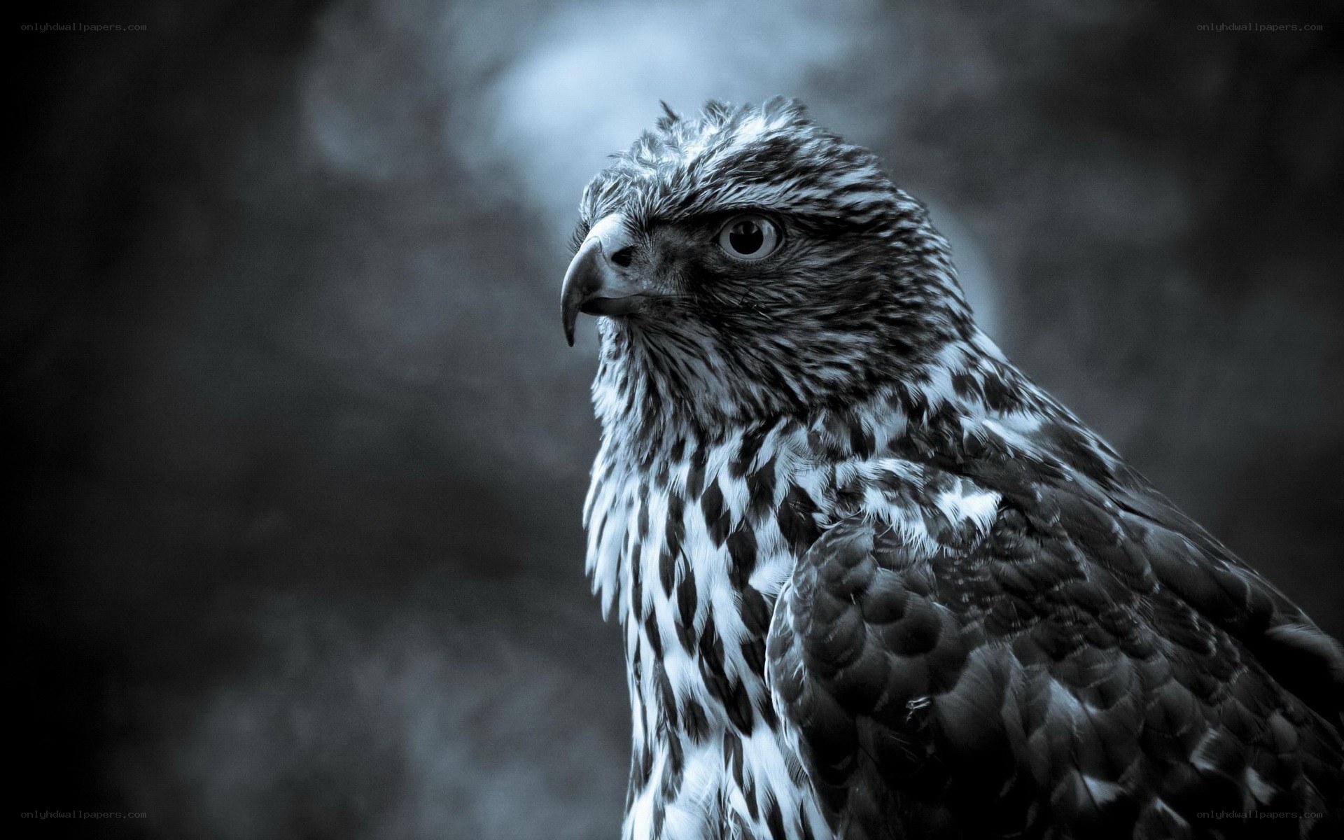 close-up of a hawk
