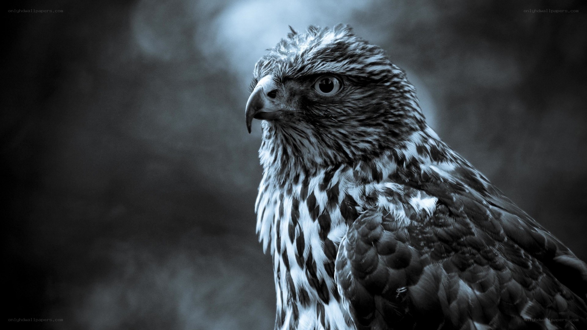 close-up of a hawk