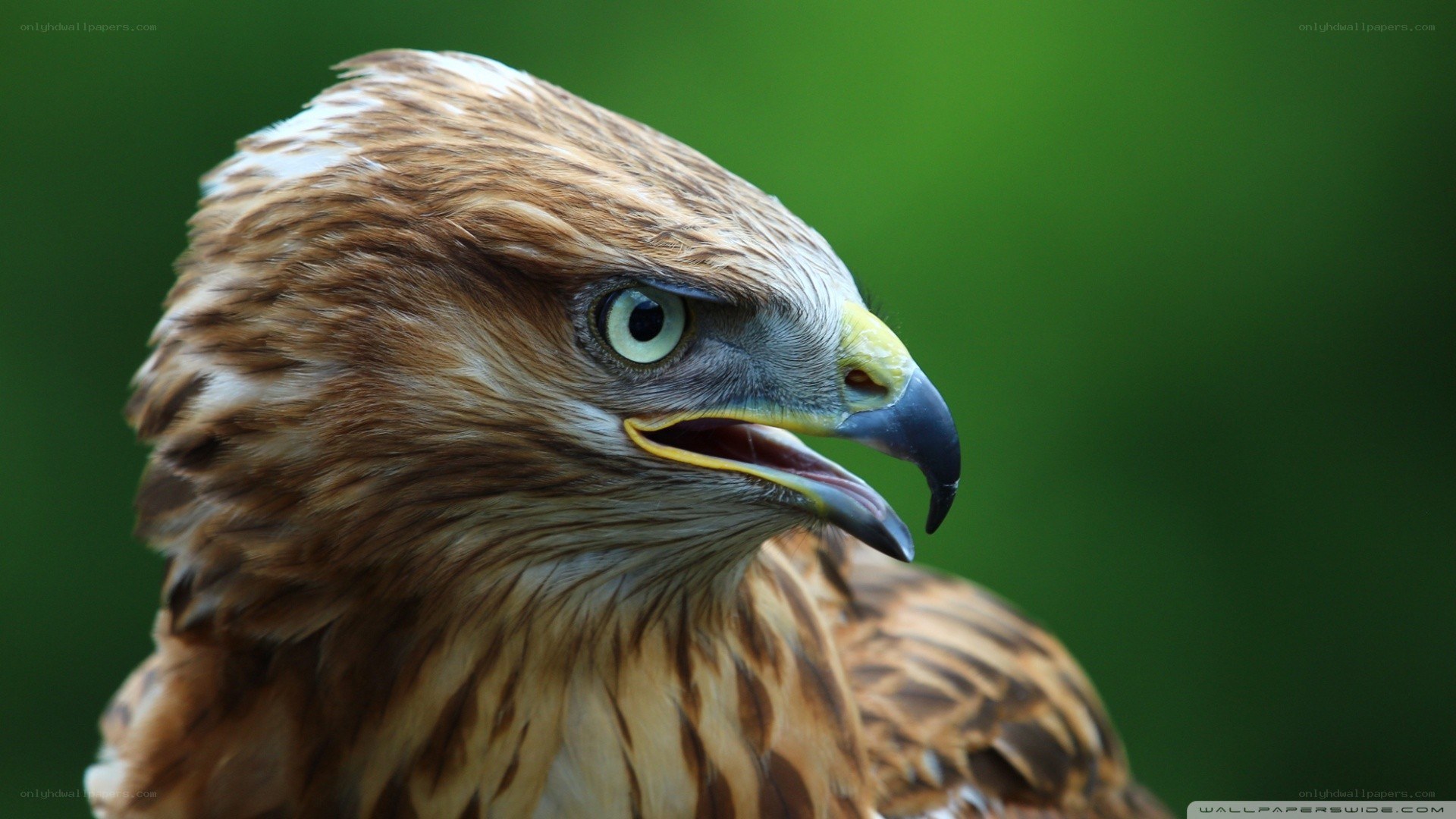 close-up of a hawk