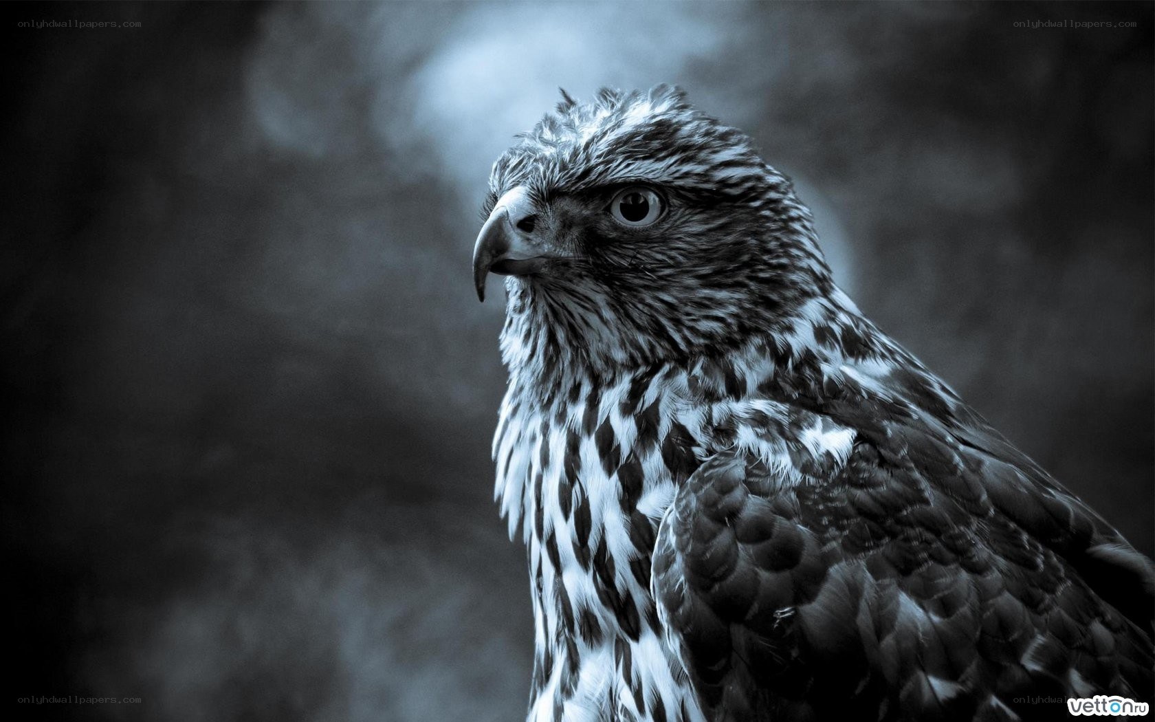 Close-up of a hawk