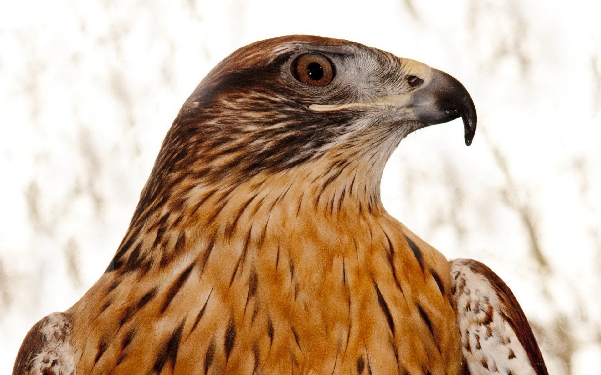 close-up of a hawk
