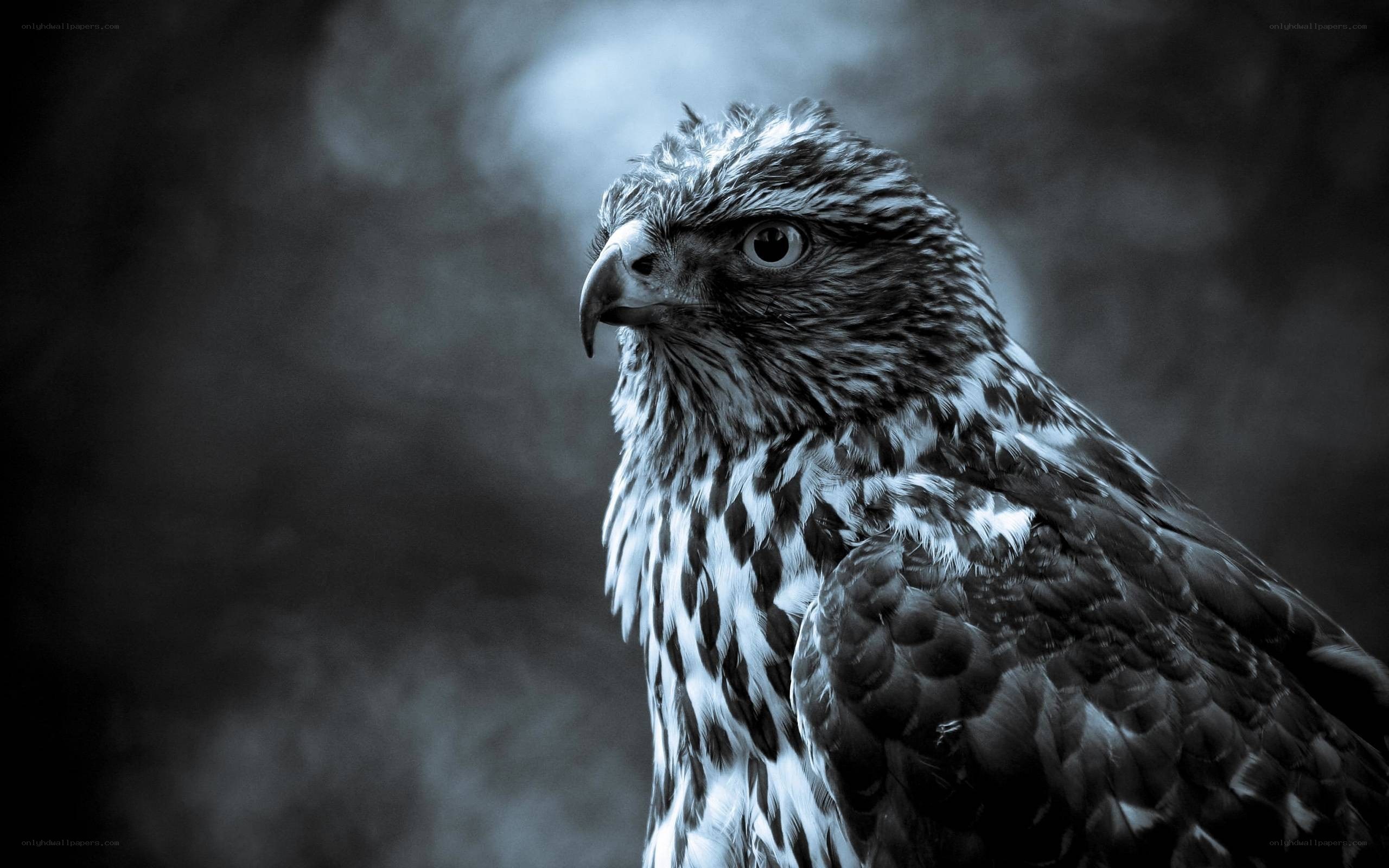 Close-up of a hawk