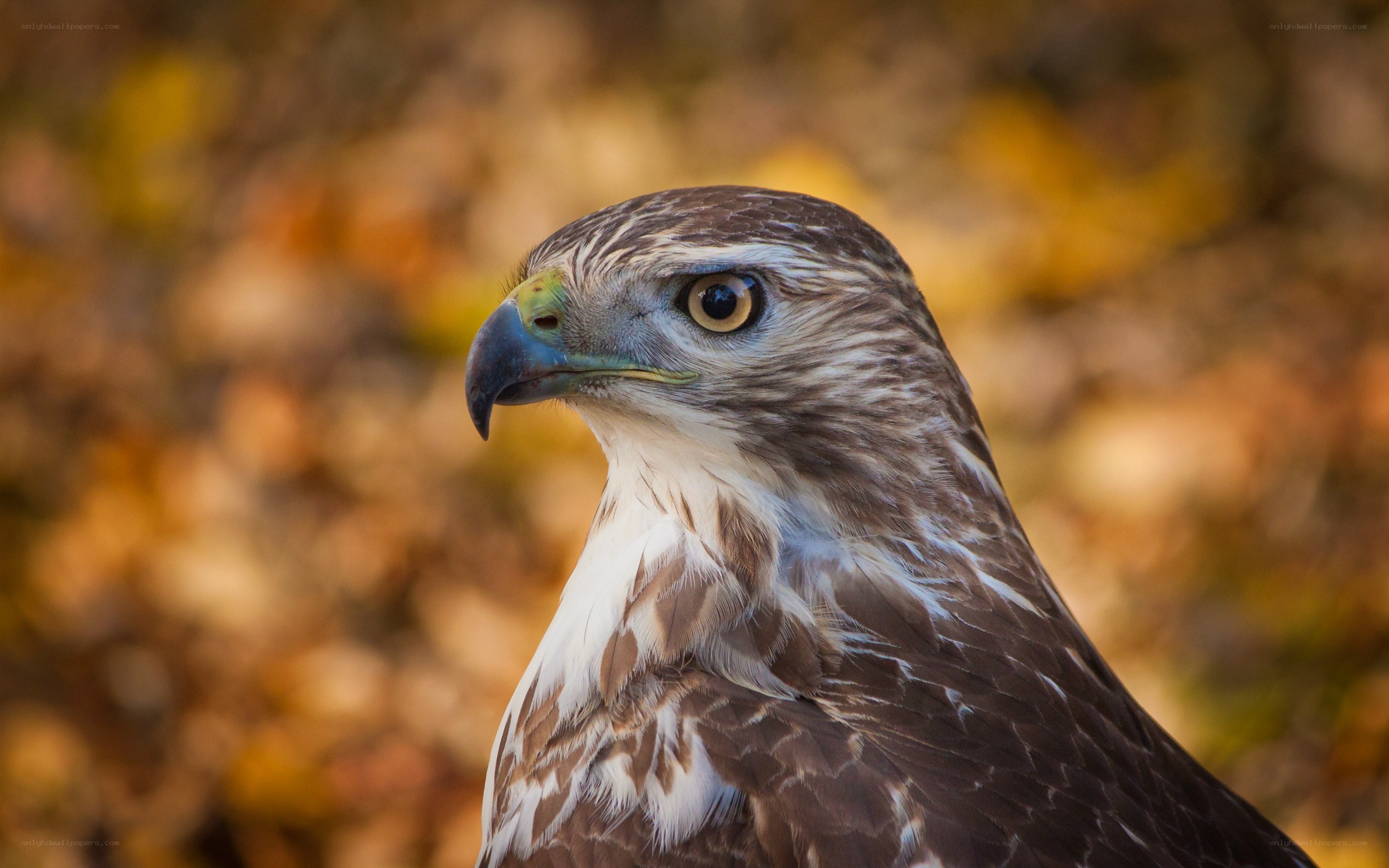 close-up of a hawk
