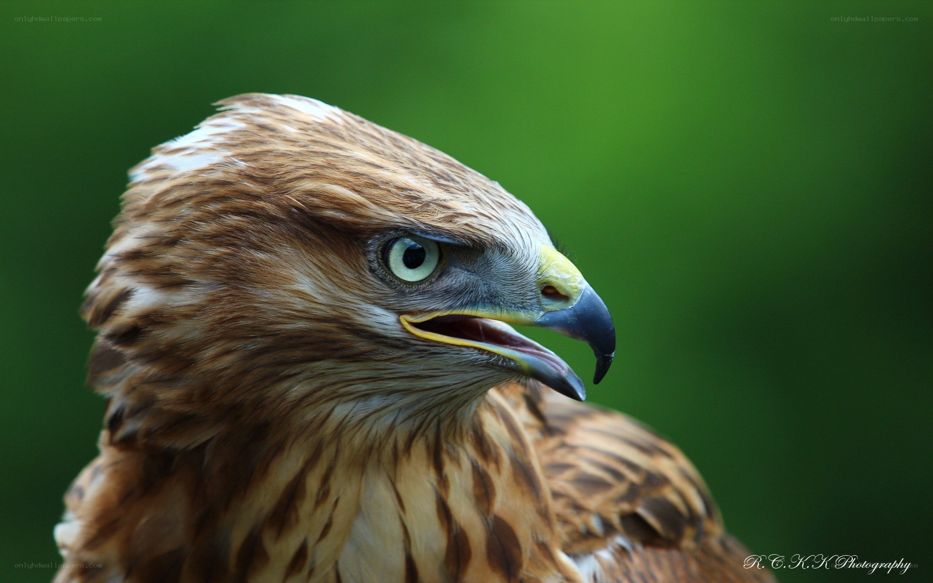 close-up of a hawk
