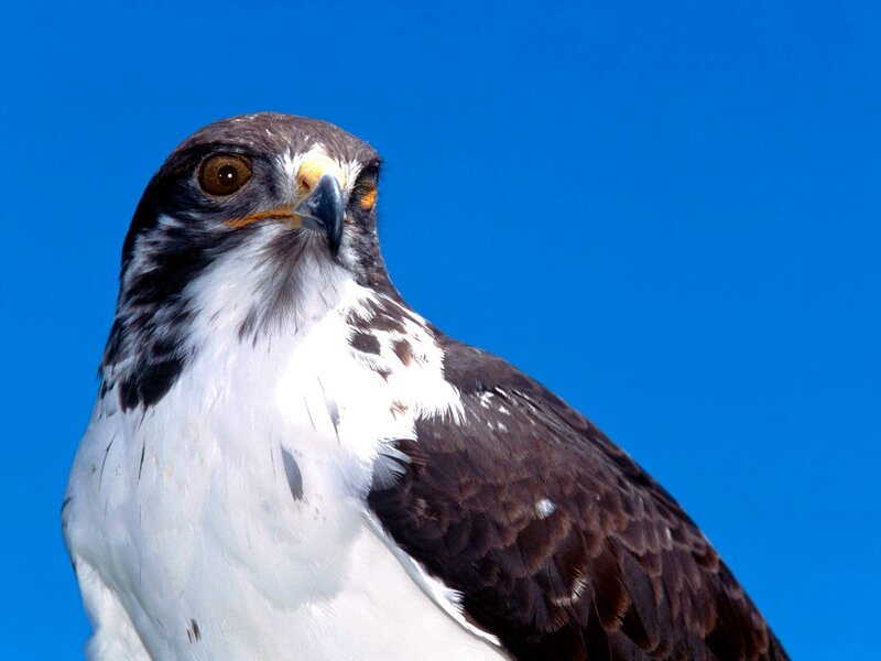 close-up of a hawk