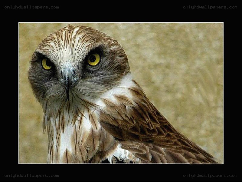 close-up of a hawk